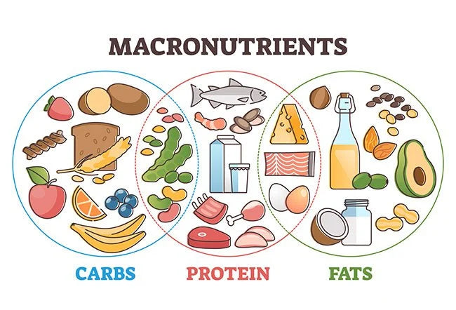 Balancing Macros to Lose Weight and Live a Healthy Lifestyle